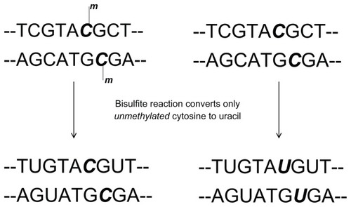 Figure 2 The bisulfite reaction is the first step in detection of MGMT methylation status for both gel-based and real-time polymerase chain reaction.
