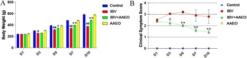 Figure 1. Effect of AAEO on clinical parameters in broilers infected with IBV. The IBV and IBV + AAEO groups were infected with 104 EID50/0.2 mL IBV. After 3 days, the IBV + AAEO group received 0.3% AAEO (0.1 mL, nasal drop administration) per day for 7 consecutive days. Broilers in the AAEO group were given only 0.3% AAEO (0.1 mL, nasal drop administration), and the control group was not infected with a virus and was not given AAEO. The body weight of the broilers was measured, and the clinical symptom scores were evaluated and recorded. A: Average weight of the broilers between days 1 and 10 post-challenge (dead broilers weighing 0). B: Clinical symptom score of broilers. #P < 0.05, ##P < 0.01 versus the control group; *P < 0.05, **P < 0.01 versus the IBV group.