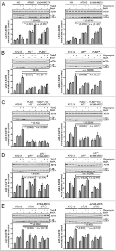 Figure 9. Differential requirement of ATG13 interaction interfaces for autophagy induced by MTOR inhibition. (A to E) atg13 KO MEFs retrovirally transfected with empty vector (KO) or cDNA encoding the indicated ATG13 variants were incubated for 2 h in growth medium in the presence or absence of 250 nM torin2 (left panels) or 500 nM rapamycin (right panels) and 40 nM bafilomycin A1 (BafA1). Cleared cellular lysates were analyzed by immunoblotting for LC3 and ACTB. Fold changes were calculated by dividing each normalized ratio (protein to loading control) by the average of the ratios of the control lane (ATG13 in the medium). Results are mean + SEM *P < 0.05, **P < 0.01, ***P < 0.001 (Student t test, 2-sample assuming unequal variances).