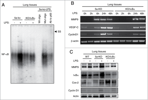 Figure 4. NF-κB signaling is selectively inhibited in the bronchioalveolar epithelium of Gprc5a-ko/SPC-SR-IκBα mouse lungs. (A) EMSA of NF-κB DNA-binding proteins in lung tissue nuclear extracts from Gprc5a-ko (5a-ko) and Gprc5a-ko/SPC-SR-IκBα(5a-ko/IκBα) mice treated with or without LPS. Specificity of NF-κB bindingconsensus site was analyzed by using (80 times) either wild-type or mutant oligonucleotides (cold) as competitors. Addition of anti-p65 antibodies to the EMSA reaction assessed the presence of p65 in the shifted complex by induction of a super-shifted complex (SS). (B) Representative RT-PCR analysis of NF-κB target genes MMP9, VEGF-C, Cyclin D1, from pulmonary tissues. Time points indicate retrieval of tissue post-LPS treatment. (C) Immunoblot analysis of NF-κB target gene products, MMP9, IκBα, Cox2, and Cyclin D1, from murine pulmonary homogenates.