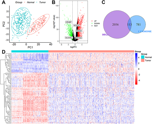 Figure 1 Identification of DEGs associated with lysosomes. (A) PCA assay. (B) DEGs between the 110 normal liver tissues and 421 HCC tissues. (C) 113 overlapping genes were identified as lysosome-related DEGs. (D) Heatmap of the expression levels of 113 lysosome-related DEGs in normal and tumor tissues.