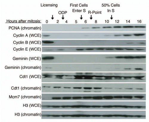 Figure 1 Geminin Protein Accumulates After Entry Into S Phase. CHO cells were synchronized in mitosis by shake-off and released into the cell cycle for the indicated times. Either whole cell extracts (WCE ) or a chromatin-containing cell fraction (chromatin) was subjected to western blotting with the indicated antibodies. Cell cycle hallmarks discussed in the text are indicated above the figure.