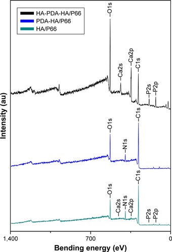 Figure 1 XPS survey scans identifying surface chemical composition of HA/P66, PDA-HA/P66, and HA-PDA-HA/P66.Abbreviations: HA/P66, hydroxyapatite/polyamide 66; PDA, polydopamine; XPS, X-ray photoelectron spectroscopy; PDA-HA/P66, polydopamine coating on hydroxyapatite/polyamide 66; HA-PDA-HA/P66, hydroxyapatite coating formation on hydroxyapatite/polyamide 66 assisted by polydopamine.