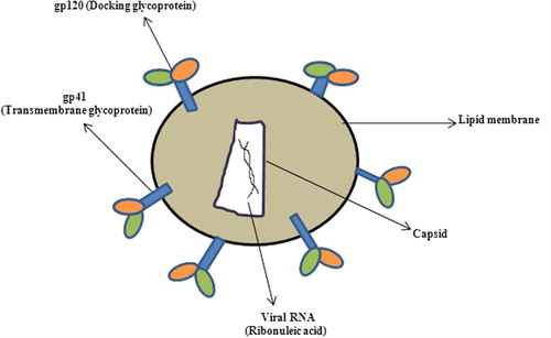 Figure 1. Structural arrangement of HIV.