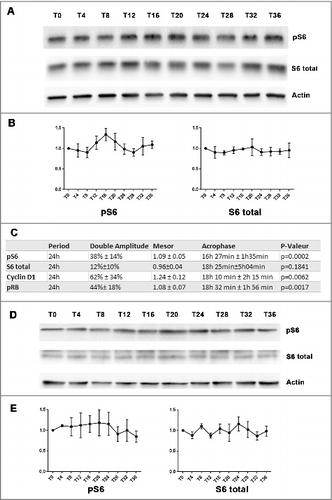 Figure 1. Circadian rhythm in mTOR activity after serum shock (A and B): Western-blot revealed a rhythmic change of mTOR activity in MCF-7 cell after serum shock (3 independent experiments). MCF-7 cells were harvested every 4h after serum shock for 36h. The first time point (T0) was taken just after the serum shock. The phosphorylation level of S6 was used to evaluate mTOR activity. Actin was used as a control of protein loading to calculate phosphorylated S6 and total S6 level at every T time. (C): The table resumed Cosinor analysis which revealed a statistically significant 24h oscillation in phosphorylated S6 ribosome protein, Cyclin D1 and phosphorylated RB protein, but not in S6 protein. (D and E): Western-blot showed mTOR activity in MCF-7 cell without synchronization (3 independent experiments). The non-synchronized MCF-7 cells were harvested every 4h for 36h as the synchronized MCF-7 cells. Actin was used as a control of protein loading to calculate phosphorylated S6 and total S6 level at every T time.