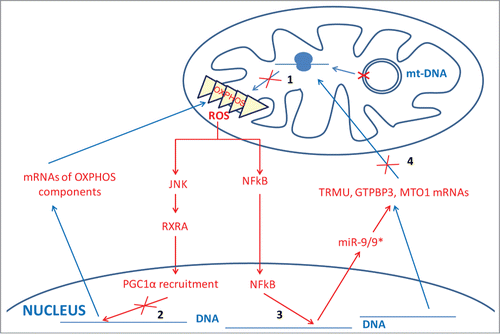 Figure 5. New retrograde and anterograde pathways between mitochondria and nucleus in MELAS cells. A MELAS mutation in mt-DNA affecting tRNALeu(UUR) prevents modification of U34 in tRNALeu(UUR) molecules, which impairs mitochondrial translation (step 1) and, consequently, leads to dysfunction of the OXPHOS system and production of ROS. Increased ROS levels have been proposed to activate kinase JNK and reduce the abundance of retinoid X receptor α (RXRA), which would decrease the formation of the transcriptional complex RXRA-coactivator PGC1α (step 2) and reduce the expression of nuclear-encoded OXPHOS genes, thus aggravating mitochondrial dysfunction.Citation97 We have recently found a new retrograde pathway based on the microRNA 9/9* induction by ROS in a NF-kB-dependent manner (step 3).Citation9 Increased levels of microRNA 9/9* reduce the abundance of the mt-tRNA modifying proteins TRMU, GTPBP3 and MTO1 by destabilizing the corresponding mRNAs (step 4), which also contributes to aggravate the mitochondrial dysfunction.