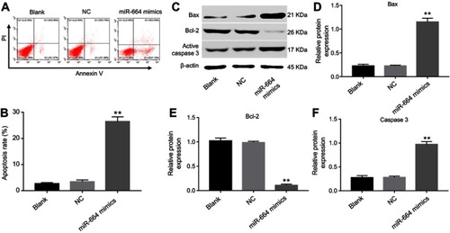 Figure 2 MiR-664 mimics induced apoptosis of SiHa cells. SiHa cells were transfected with 10 nM miR-664 mimics or mimics NC for 6 hrs and incubated for another 48 hrs. (A) Apoptotic cells were detected with Annexin V and PI double staining. (B) The apoptosis cell rates were calculated. (C) The expressions of Bax, Bcl-2 and active caspase 3 in SiHa cells were analyzed by Western blotting. (D) The expression of Bax was quantified by normalizing to β-actin. (E) The expression of Bcl-2 was quantified by normalizing to β-actin. (F) The expression of active caspase 3 was quantified by normalizing to β-actin. **P<0.01 vs NC group.