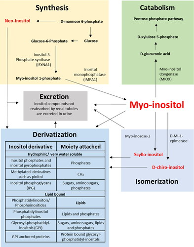Figure 1. Synthesis, catabolism, excretion, isomerization and derivatization of inositols.*The synthesis of methylated inositol derivatives has so far only been found in plants and whether this process also occurs in mammals is controversial.