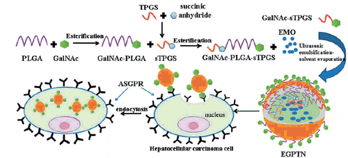 Scheme 1. Illustration on the synthesis of GalNAc-PLGA-sTPGS, preparation of EMO-loaded GalNAc-PLGA-sTPGS nanoparticles, and the active liver-targeting mechanism of ligand-receptor-mediated recognition on liver cancer cells.