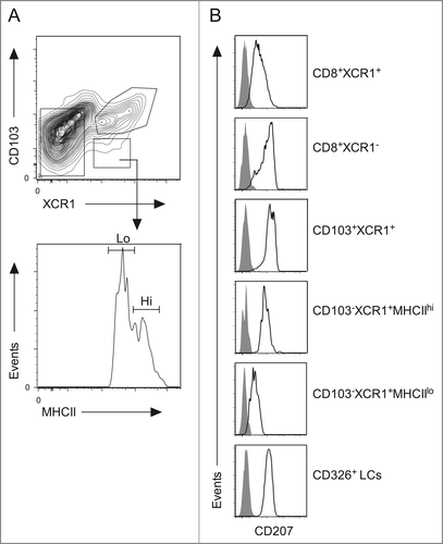 Figure 6. The resident CD103−XCR1+MHC IIlo and migratory CD103−XCR1+MHC IIhi DCs differ in their expression of CD207. (A) DC populations from the skin-draining lymph nodes were identified as per Fig. 1A. The CD103−XCR1+ DCs were divided into MHC IIlo and MHC IIhi populations. (B) Surface expression of CD207 on CD8+XCR1+, CD8+XCR1−, CD103+XCR1+, CD103− XCR1+MHC IIlo, CD103− XCR1+MHC IIhi DCs and CD326+ LCs. Shaded histograms represent fluorescence minus one control staining. Representative plots from three independent experiments are shown.