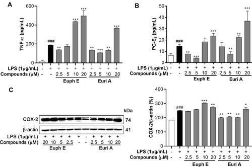 Figure 7 Euph E and Euri A promoted PGE2 and TNF-α secretion and COX-2 expression. Cells were pretreated with Euph E or Euri A (2.5-20 μM) for 1 h and then co-incubated with LPS (1 μg/mL). The production of (A) TNF-α and (B) PGE2 in culture medium were measured using ELISA kits. (C) The expression of COX-2 protein was determined by Western blot analysis. Values are expressed as means ± SD of the three independent experiments (Supplementary Figure S7). Compared with control group, ###P<0.001; Compared with LPS group, *P<0.05, **P<0.01, ***P<0.001.