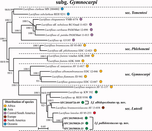 Figure 3. Maximum Likelihood (ML) phylogenetic tree of Lactifluus subg. Gymnocarpi based on concatenated ITS, nrLSU, rpb2 and rpb1 sequence data. ML bootstrap support values/Bayesian posterior probability greater than 70%/0.95 are indicated. The color of circles after the specimen voucher name indicates the continental origin of each species; Africa (orange), Asia (green), Australasia (blue), Europe (brown), Central/South America (violet), North America (red).