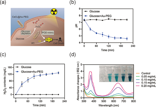 Figure 3 (a) Schematic illustration of ROS generation by CeO2@Au-PEG in cells. (b and c) Evaluation of oxidation of glucose by measuring pH values and H2O2 concentration. (d) Evaluation of peroxidase-like activities of various CeO2@Au-PEG concentrations.