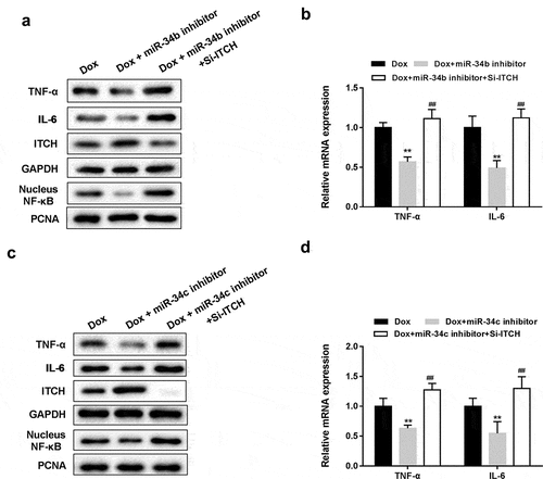 Figure 4. Silencing miR-34 protected HL-1 cells through regulating ITCH. (a). Under the treatment of Dox, miR-34b inhibitor reversed the Dox-induced decrease of ITCH protein level and promotion of NF-κB pathway, whereas si-ITCH could not reverse the effects induced by Dox. (b). miR-34b inhibitor reversed the Dox-induced increase of mRNA expression of TNF-α and IL-6, whereas si-ITCH could not reverse the effects induced by Dox. (c). miR-34c inhibitor reversed the Dox-induced decrease of ITCH protein level and promotion of NF-κB pathway, whereas si-ITCH could not reverse the effects induced by Dox. (d). miR-34c inhibitor reversed the Dox-induced increase of mRNA expression of TNF-α and IL-6, whereas si-ITCH could not reverse the effects induced by Dox. **P < 0.01 vs Dox; ##P < 0.01 vs Dox+miR-34b/c inhibitor