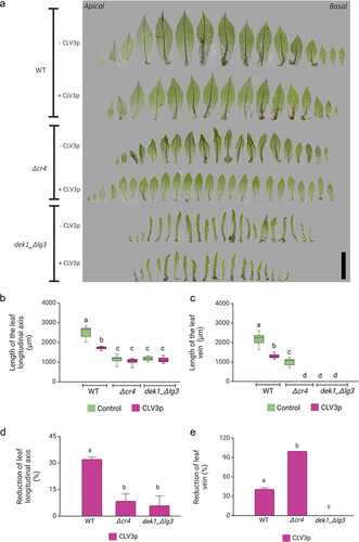 Figure 2. CLV3p treatment suppresses vein development Δcr4 mutants.