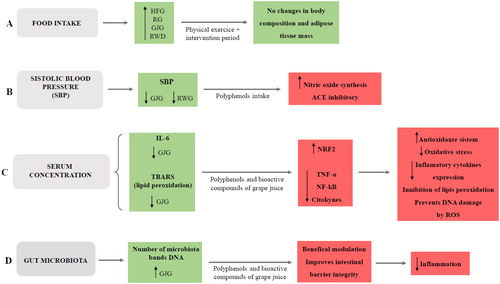 Figure 6. Schematic representation of the possible implicit biochemical mechanisms effects observed in the present study.Schematic representation where the green boxes represent results found in the study and the red boxes represent possible implicit biochemical mechanisms. A: Food intake was higher in all groups receiving the high-fat diet, however, due to physical training and the intervention period, there were no changes in body composition and adiposity; B: Systolic blood pressure was lower in the groups receiving grape juice and red wine. Thus, it is suggested that polyphenols present in these drinks are able to increase nitric oxide synthesis and inhibit the angiotensin-converting enzyme; C: The serum concentrations of IL-6 and TBARS were lower in the group receiving grape juice. Thus, it is suggested that polyphenols and bioactive compounds present in grape juice promote an increase in NRF2 and reduce NF-kB and inflammatory cytokines, promoting an increase in antioxidant system, reducing oxidative stress, inhibiting lipid peroxidation and preventing oxidative damage to DNA; D: DNA bands number in gut microbiota was higher in group receiving grape juice. Thus, it is suggested that grape juice polyphenols and bioactive content present in beneficially modulate the gut microbiota, promoting of intestinal barrier integrity and inhibiting the inflammatory process.HFG: high-fat group; RG: resveratrol group; GJG: grape juice group; RWG: red wine group; IL-6: interleukin-6; TBARS: thiobarbituric acid; ACE: angiotensin converting enzyme; NRF2: nuclear factor erythroid 2–related factor 2; TNF-α: tumor necrosis fator alfa; NF-kB: Nuclear factor-κB; ROS: oxigen reactive species.