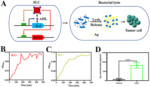 Figure 1 Quorum-induced release of Ag by engineered immunotherapeutic bacteria encoding a SLC. (A) E. coli with SLC reach a quorum and induce the phage-lysis protein X174E, leading to bacterial lysis and release of a constitutively produced. E. coli growth dynamics over time of SLC+ (B) and SLC− (C) E. coli in liquid culture (n = 3). (D) Ag concentration of the supernatant after Ag release E. coli cultured for 8 h. (****P < 0.0001).