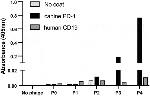 Figure 1. Enrichment of canine scFv phage display library after panning against cPD-1 antigen. Recombinant cPD-1 was adsorbed to a microtiter plate overnight at 4°C. Wells were washed and blocked with 2% milk in PBS (MPBS) for 1 hour at 37°C. Initial unpanned library (P0) and libraries of phage obtained after each round of selection (P1 through P4) were added to coated plates and incubated for 1 hour at 37°C. Plates were washed with PBS supplemented with 0.1% Tween (PBST) and bound phage was detected using a 1:5000 dilution of HRP-conjugated anti-M13 mAb in MPBS. Bound phage were detected with ABTS. OD was read at 405 nm after 30 min using a Molecular Devices SpectraMax 340 spectrophotometer.