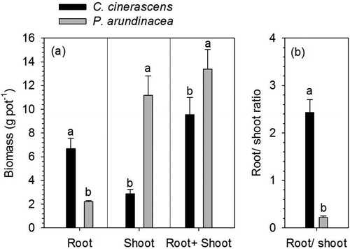 Figure 6. Shoot biomass, root biomass, root + shoot biomass, root/shoot biomass ratio of P. arundinacea and C.cinerascens (error bars demote SEM, n = 9). Bars with different letters represent significant differences between these two species (T-test, p < 0.05).