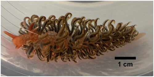 Figure 1. The individual of S. braziliana used in this study. Its morphotype is similar to the one shown in Figure 4(E) in the previous taxonomic study (Carmona et al. Citation2014). The picture was taken by Hideaki Mizobata.