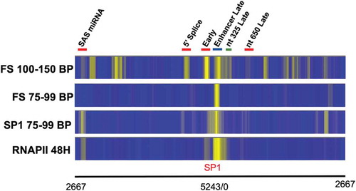 Figure 3. A comparison of the location of SP1, RNAPII, and the location of sequencing reads from 100–150 base pairs in length and 75–99 base pairs in length obtained by FS-Seq from SV40 chromatin obtained 48 hours post-infection