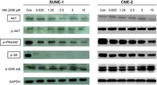 Figure 4 MK-2206 inhibited phosphorylation of AKT downstream targets.