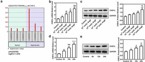 Figure 1. CHD1L is upregulated in EH and AngII-induced VSMCs. (a) The expression analysis of CHD1L in the peripheral blood of volunteers with normal blood pressure and EH patients using the data from Gene Expression Omnibus (GEO) datasets GSE24752. (b-c) VSMCs were exposed to different concentrations of AngII for 24 h, then the mRNA and protein expression of CHD1L in VSMCs were detected by RT-qPCR and Western blot assays, respectively. *P < 0.05, **P < 0.01 and ***P < 0.001 vs Control; ##P < 0.01 vs 10−9 mol/L AngII; ΔP<0.05 vs 10−8 mol/L AngII; $$P < 0.01 and $$$P < 0.001 vs 10−7 mol/L AngII. (d-e) VSMCs were exposed to 10−6 mol/L AngII for different hours, then the mRNA and protein expression of CHD1L in VSMCs were detected by RT-qPCR and Western blot assays, respectively. *P < 0.05 and ***P < 0.001 vs Control; #P < 0.05 and ###P < 0.001 vs 6 h; ΔP<0.05 and ΔΔΔP<0.001 vs 12 h. CHD1L, Chromodomain Helicase DNA Binding Protein 1-Like; EH, essential hypertension; VSMCs, vascular smooth muscle cells; AngII, Angiotensin II.