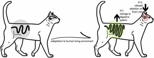 Figure 1. Graphic visualization (and exaggeration) of the expensive-tissue hypothesis in cat domestication. The process of adapting to human environments might have led to a trade-off between brain volume and gut length. This potentially could be explained by two mutually non-exclusive processes outlined in hypothesis I and II.