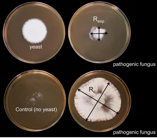 Figure 2. Detection of volatile compounds secreted from antagonistic yeasts according to the ‘‘mouth-to-mouth” method. To study the efficacy of selected antagonist on the growth inhibition of pathogenic fungus, radial mycelia growth in two vertical directions randomly chosen was measured (Rexp and Rc, which represents the diameter of fungal mycelium with yeast (upper panel) and in the absence of yeast (control, lower panel), respectively). Inhibition rate was calculated as [(Rc2 − Rexp2)/Rc2] × 100%.