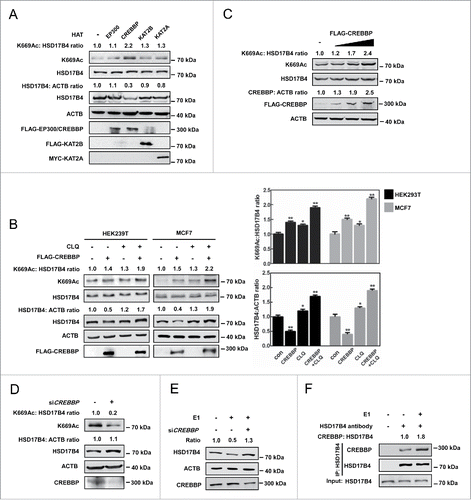 Figure 5. CREBBP acetylates HSD17B4 at K669. (A) Overexpression of CREBBP, not other HATs, decreases the protein level but increases the K669 acetylation level of endogenous HSD17B4. HEK293T cells were transfected as indicated. Cell lysates were subjected to western blotting. HSD17B4 levels were normalized against ACTB. K669 acetylation was normalized against HSD17B4 protein. (B) CLQ blocks the reduction of HSD17B4 protein induced by CREBBP overexpression. FLAG-CREBBP was transfected into MCF7 cells and HEK293T cells with or without CLQ treatment and cell lysates were measured by western blotting (left panel). The relative HSD17B4 K669 acetylation compared with total protein level and the relative HSD17B4 protein compared with the ACTB level were quantified (right panel). *denotes P < 0.05, **denotes P < 0.01. Error bars represent ± SD for triplicate experiments. (C) CREBBP increases K669 acetylation levels of HSD17B4. FLAG-CREBBP was transfected in ascending doses into HEK293T cells and cell lysates were measured by western blotting. (D) CREBBP knockdown decreases HSD17B4 K669 acetylation while it causes accumulation of the total protein. HEK293T cells were transfected with siCREBBP or control. HSD17B4 acetylation and protein levels were determined by western blotting. (E) CREBBP knockdown blocks E1-induced degradation of HSD17B4. MCF7 cells were transfected with siCREBBP or control and cultured in the presence of E1. Protein levels of endogenous HSD17B4 were determined by western blotting and normalized against ACTB. (F) E1 promotes endogenous HSD17B4 binding with CREBBP in MCF7 cells. MCF7 cells were cultured with or without E1 for 24 h before harvest. The interaction between endogenous HSD17B4 and CREBBP was determined by coIP and western blotting.