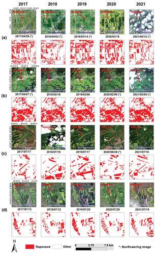 Figure 8. Detailed comparison of multiyear mapping results in 4 typical rapeseed planting areas. (a) Jingzhou, (b) Qujing, (c) Hulun Buir, (d) Qinghai. The first line in each region is the Sentinel-2 true color images, and the second line of each area is the mapped rapeseed. Images with ‘*’ after the annotated date were acquired in the nonflowering period.