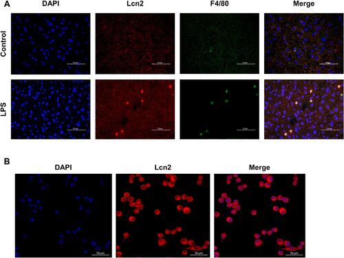 Figure 3 Lcn2 is predominantly expressed in macrophages during LPS-induced inflammation. (A) Representative confocal images of Lcn2 and macrophages in the liver at 24 h post LPS injection (n = 4). DAPI, blue; Lcn2, red; macrophage marker F4/80, green; Merge, yellow. (B) Representative confocal images of Lcn2 in RAW264.7 macrophages (n = 6). DAPI, blue; Lcn2, red.