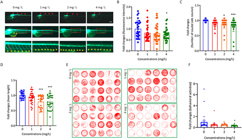 Figure 2 The effect of AgNP treatment on neurodevelopment in zebrafish. (A) Neuronal morphology of zebrafish embryos after 72 h of AgNP treatment. Scale bar, 200 μm. (B) Quantification of the fluorescence intensity of motor neurons in zebrafish after 72 h of AgNP treatment (n = 30 for each group). (C) Quantification of the number of caudal side neurons in zebrafish after 72 h of AgNP treatment (n = 25 for each group). (D) Quantification of the axon lengths of motor neurons in AgNP-treated zebrafish embryos after 72 h (n = 30 for each group). (E) Moving track graphs of zebrafish larvae after 96 h of AgNP treatment at various concentrations. (F) The behavioral abilities of zebrafish larvae treated with AgNP for 96 h (n = 24 for each group). Data are shown as the means ± SEM. *P < 0.05 and ***P < 0.001. Red arrowheads represent spinal cord motor neurons, and yellow arrowheads or asterisks represent axons.