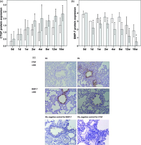 Figure 2.  Protein expression of CTGF and BMP-7. A. CTGF protein expression B. BMP-7 protein expression. C. representative images (×200) of CTGF and BMP-7 staining in PA and NS groups. *p < 0.05 vs control group at same time point.