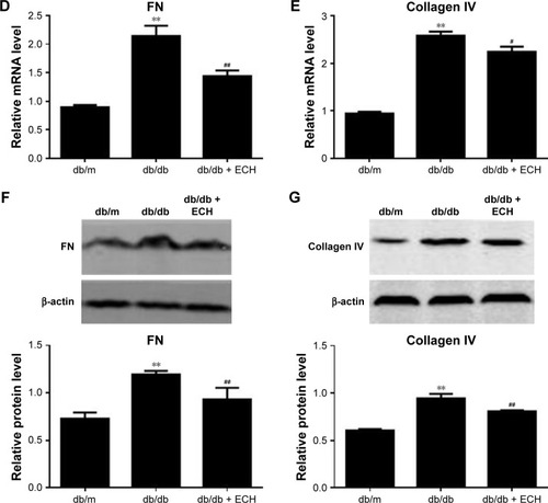 Figure 6 ECH reduces the expression of FN and collagen IV in db/db mice.