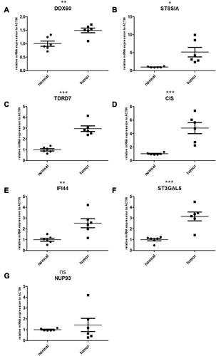 Figure 10 Validation of candidate genes by qPCR. (A) DDX60, normal: 1.000±0.2391, tumor:1.490±0.2112; (B) ST8SIA4, normal:1.000± 0.1394, tumor: 5.148± 3.243; (C) TDRD7, normal: 1.000± 0.2638, tumor: 2.951± 0.6358; (D) C1S, normal: 1.000± 0.1457, tumor: 4.801 ± 1.994; (E) IFI44, normal: 1.000± 0.3412, tumor: 2.529± 1.017; (F) ST3GAL5, normal: 1.000± 0.2768, tumor: 3.148± 0.9999; (G) NUP93, normal: 1.000± 0.2391, tumor: 1.490± 0.2112. The left side represents the expression in the normal tissue, the right side represents the expression in the cancer tissue. *P < 0.05; **P < 0.01; ***P < 0.001; ns, not statistically significant.