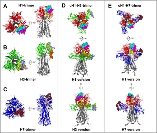 Figure 2. Epitope mapping on cH1-H3 and cH1-H7. (A) Trimer structure for H1. The H1 head is marked in red, while the epitopes H1-e1, H1-e2, and H1-e3 are marked in yellow, magenta, and cyan, respectively. (B) Trimer structure for H3. The H3 head is marked in green, while the epitopes H3-e1, H3-e2, and H3-e3 are marked in orange, light blue, and limon, respectively. (C) Trimer structure for H7. The H7 head is marked in dark blue, while the epitopes H7-e1, H7-e2, and H7-e3 are marked in pink, ruby, and white, respectively. (D) Trimer structure of cH1-H3, with three versions of the vertical view, plan view (H1 version), and plan view with 90 degrees turning (H3 version). (E) Trimer structure for cH1-H7, with three versions of the vertical view, plan view (H1 version), and plan view with 90 degrees turning (H7 version). (F) Trimer structure for cH1-H7, with three versions of the vertical view, plan view (H1 version), and plan view with 90 degrees turning (H7 version).