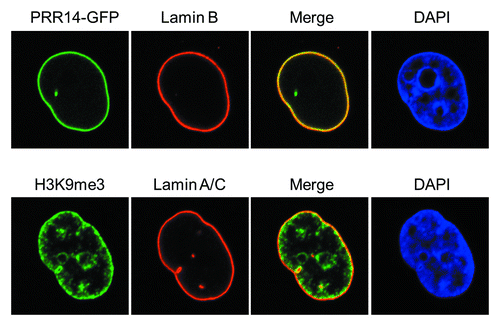 Figure 2. Confocal imaging showing localization of GFP-tagged PRR14 at the nuclear lamina and the peripheral heterochromatin compartment as detected by anti-H3K9me3 staining.