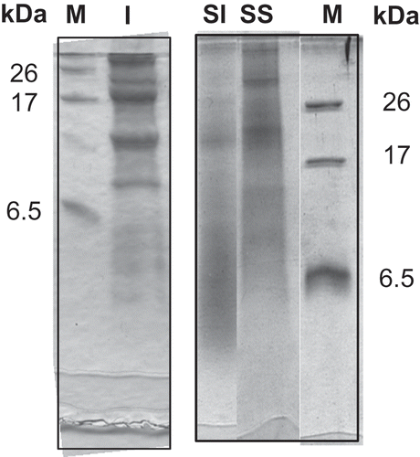 FIGURE 1 Tricine-SDS-PAGE. I: Seed isolate; SI: sprout isolate; SS: sprout supernatant; M: standard proteins; MW: standard molecular masses.