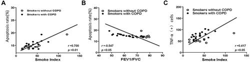 Figure 3 Correlation analysis of lung function, apoptosis rates, TNF-α+ cells and smoke index. (A) A positive correlation between smoke index and apoptosis rates in smokers with or without COPD. (B) A negative correlation between apoptosis rates and FEV1/FVC in smokers with or without COPD. (C) A positive correlation between smoke index and TNF-α+ cells in smokers with or without COPD.