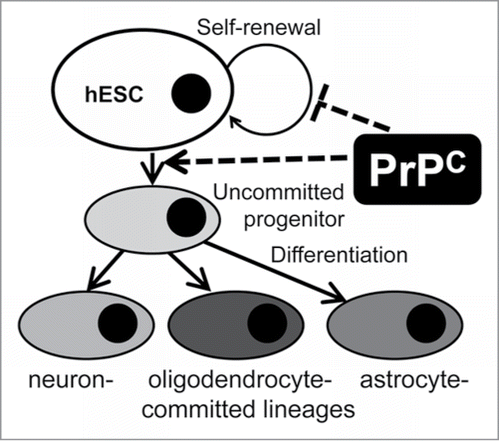 Figure 6. A schematic model illustrating PrPC effects on self-renewal and differentiation of hESCs into neural lineages. Expression of PrPC in pluripotent hESCs triggers their differentiation into neuron-, oligodendrocyte- and astrocyte-committed lineages. PrPC guides differentiation at the very early stage, presumably the stage of uncommitted progenitor, via a yet unknown signaling pathway or through inhibiting cell-renewal.