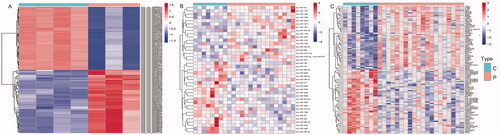 Figure 1. The bidirectional clustering heat maps of dif-circRNAs (A), dif-miRNAs (B), and dif-mRNAs (C). C: control group; P: PE group; Dif- circRNAs/miRNAs/mRNAs are shown in different shades.