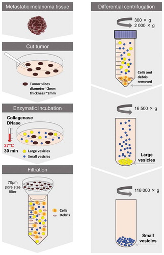 Figure 4. Schematic overview of the centrifugation-based protocol used to isolate vesicles from metastatic melanoma tissues. The tumour tissues were dissected into smaller pieces that were incubated in cell culture media containing collagenase D and DNase I for 30 min allowing the tissue EVs to be released into the media. EVs were isolated from the media by differential centrifugation resulting in two subpopulations of EVs (large EVs (16,500 × gavg pellet) and small EVs (118,000 × gavg pellet)).