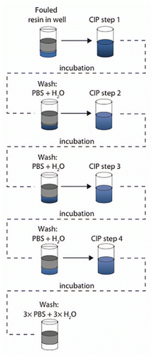 Figure 2 Evaluation of cleaning conditions. Different cleaning conditions were evaluated by incubation of the fouled MabSelect SuRe resin in cleaning chemicals and sequences of cleaning steps. An incubation time of 15 min was used, which corresponds to the CIP contact time in a column. Between each cleaning step in a sequence, the resin was washed with 300 µL PBS followed by wash with 300 µL H2O. In each step, mixing was done and centrifugation was used for liquid removal between each step.