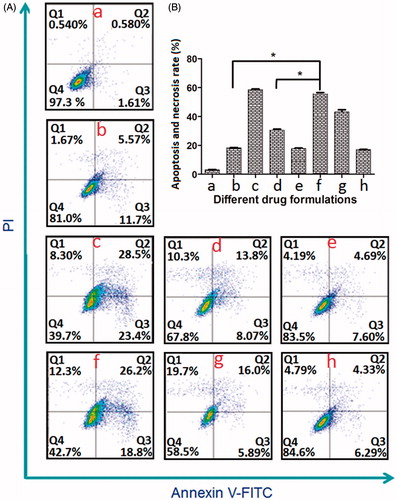 Figure 5. The apoptosis assay on MCF-7/ADR cells after treatment with different drug formulations. (A) The representative quadrant plot obtained by FACS analysis showing the effect of drug formulations on initiation of apoptotic activity in vitro. (B) The proportion of apoptotic and necrotic MCF-7/ADR cell death (%) after different DOX formulation treatment. (a) Blank; (b) DOX; (c) DOX + VER; (d) CL-R8-LP (DOX)/(+Cys); (e) CL-R8-LP (DOX + VER)/(-Cys); (f) CL-R8-LP (DOX + VER)/(+Cys); (g) R8-LP (DOX + VER); (h) CL-LP (DOX + VER)/(+Cys). The concentration of DOX (free or equivalent) in the cell culture was 20 μM. Data represent the mean ± SD (n = 3). *p < 0.001, N.S.: No significant difference, versus CL-R8-LP (DOX + VER)/(+Cys) group.
