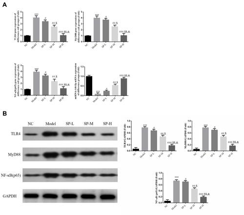 Figure 2 Relative gene and protein expressions in kidney tissues. (A) NC: The rats were treated with normal treatment; Model: diabetic model rats; SP-L: diabetic nephritis (DN) model rats treated with 20 mg/kg standard puerarin (SP); SP-M: DN model rats treated with 40 mg/kg SP; SP-H: DN model rats were treated with 80 mg/kg SP. ***P < 0.001, compared with NC group; #P < 0.05, ##P < 0.01, ###P < 0.001, compared with Model group; $P < 0.05, $$P < 0.01, compared with SP-L group; &P < 0.05, compared with SP-M group. (B) Relative gene expression in kidney tissues from different rat experimental groups revealed by RT-qPCR. ***: P < 0.001, compared with NC group; #P < 0.05, ##P < 0.01, ###P < 0.001, compared with Model group; $P < 0.05, $$P < 0.01, compared with SP-L group; &P < 0.05, compared with SP-M group.