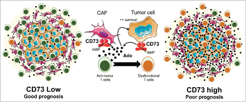 Figure 1. High CD73 expression in high-grade serous ovarian cancers promotes tumor cell survival and immune escape. CD73 expression on both tumor cells and cancer-associated fibroblasts (CAFs) can be induced in the ovarian tumor microenvironment (TME). When CD73 is highly expressed, adenosine accumulates in the TME and mediates immunosuppressive effects on antitumor immune cells, such as CD8+ T cells. Extracellular adenosine also promotes ovarian cancer cell survival in an autocrine or paracrine manner. Hence, HGSC patients with high levels of CD73 in the TME have a worse prognosis and show impaired CD8+ T cell-mediated antitumor immunity. Conversely, patients with low levels of CD73 have a better prognosis associated with functional antitumor CD8+ T cells. Ado: Adenosine. AMP: Adenosine monophosphate.