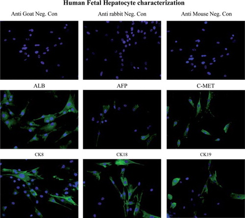 Figure 1. Expression of human Hep Ag in fetal hepatocytes. Fetal hepatocytes were examined for expression of various liver-specific markers, such as ALB, AFP, c-Met, CK8, CK18 and CK19, using immunocytochemistry. First row: negative control slides in which anti-goat, -rabbit and -mouse secondary antibodies were used without primary antibodies. Magnification 40 ×. Second row: expression of ALB, AFP and c-Met in fetal liver cells detected (green staining) by immunofluorescence staining. Magnification 40 ×. Third row: fetal hepatocyte colonies expressing CK8, CK18 and CK19 (green staining). Magnification 40 ×.
