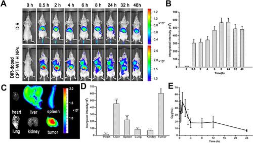 Figure 4 In vivo NIRF imaging of DiR-doped CPT-WT-H NPs. (A) In vivo NIRF images of the MCF-7 tumor-bearing nude mice (PSMA-producing) after intravenous injection of free DiR (0.25 mg·mL−1, 100 µL) or DiR-doped CPT-WT-H NPs (0.25 mg·mL−1, 100 µL). (B) Integrated fluorescence intensity of tumor obtained after intravenous injection of DiR-doped CPT-WT-H NPs (0.25 mg·mL−1, 100 µL). (C) Ex vivo NIRF images and (D) Integrated fluorescence intensity of the major organs and tumors excised at 48 h post intravenous injection of DiR-doped CPT-WT-H NPs, ***p < 0.001, vs tumor. (E) In vivo pharmacokinetics profiles of CPT-WT-H NPs s at the equivalent dose (30 mg·kg−1) in BALB/c mice. Error bars indicate SD (n = 6).