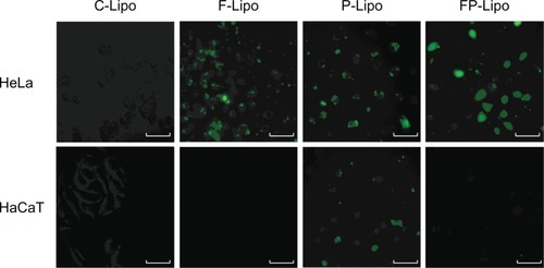 Figure 5 Fluorescence microscopy of HeLa and HaCaT cells incubated with various liposomal formulations containing FITC-dextran at 37°C and pH 7.4 for 4 hours.Notes: green fluorescence represents cellular translocation of the probe-entrapped liposomal carrier. While peptide conjugation (P-Lipo) increased translocation into both cells with no difference, folate modification (F- and FP-Lipo) manifested the selectivity to FR-positive HeLa cells, resulting in the greatest uptake of FP-Lipo.Abbreviations: FITC-dextran, fluorescein dextran isothiocyanate; P-Lipo, Pep-1 peptide–modified liposomes; F-Lipo, folate-modified liposomes; FP-Lipo, dual ligand–modified liposomes; C-Lipo, conventional liposomes.